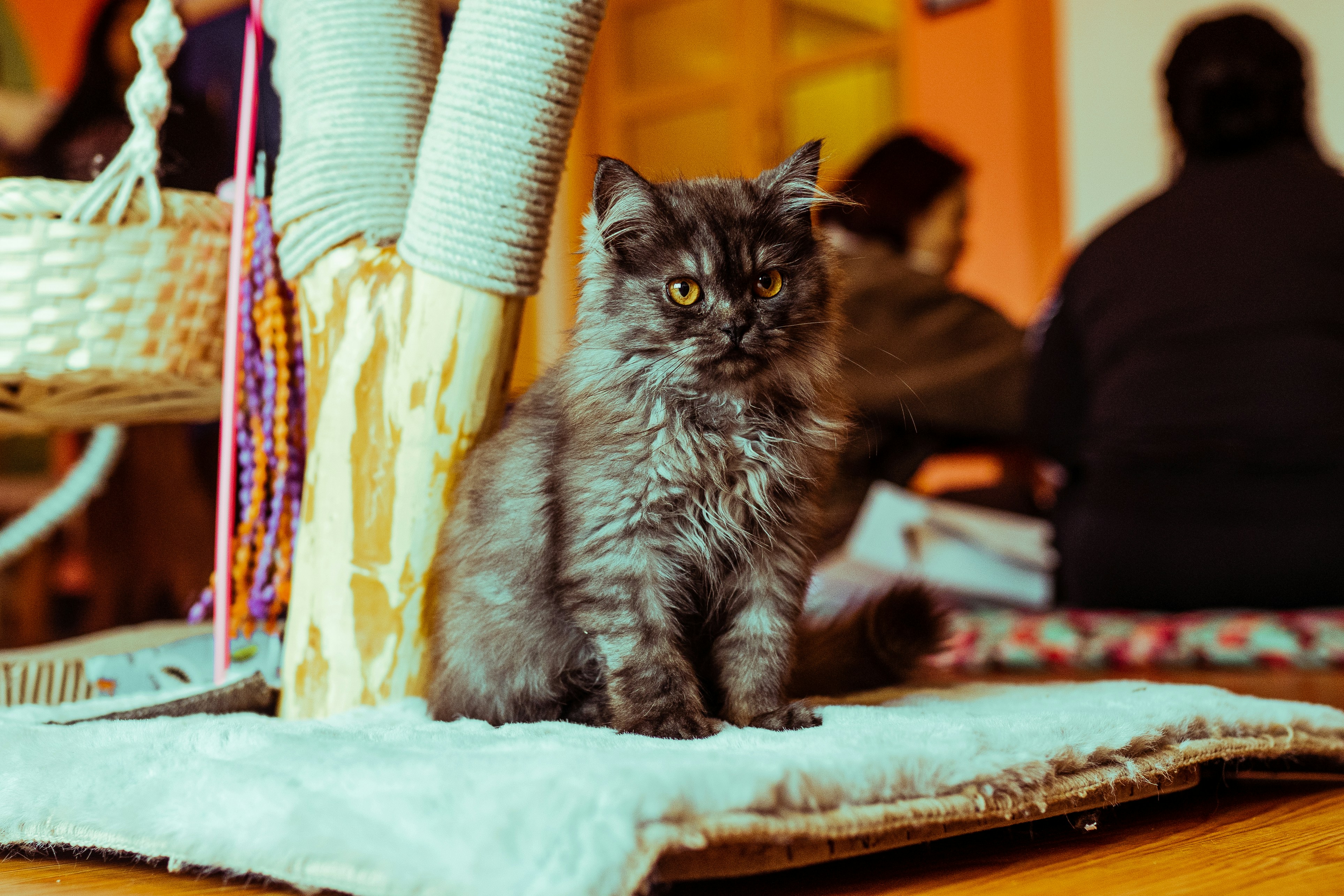 Cat next to cat tree