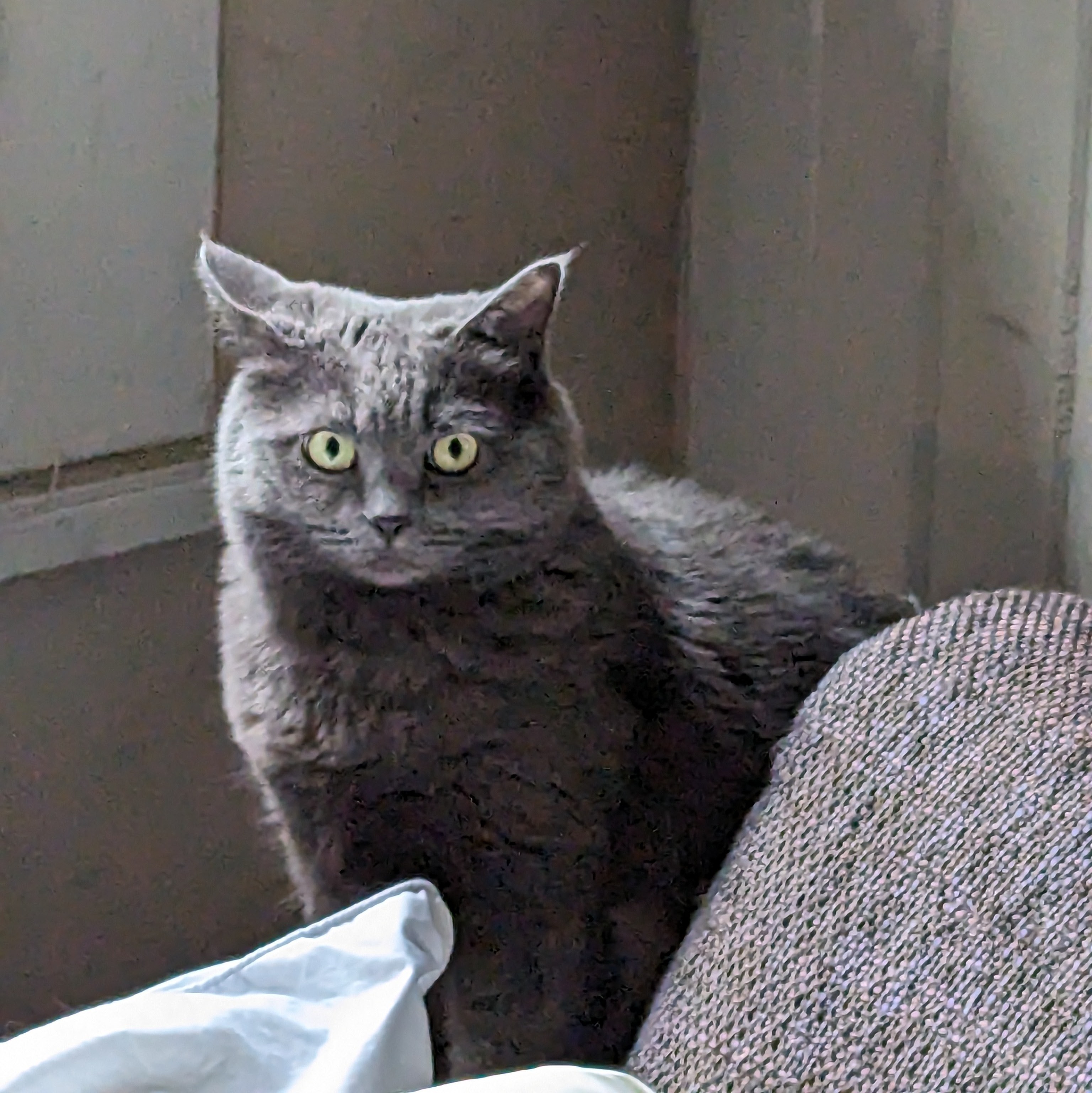 Grey cat with big eyes