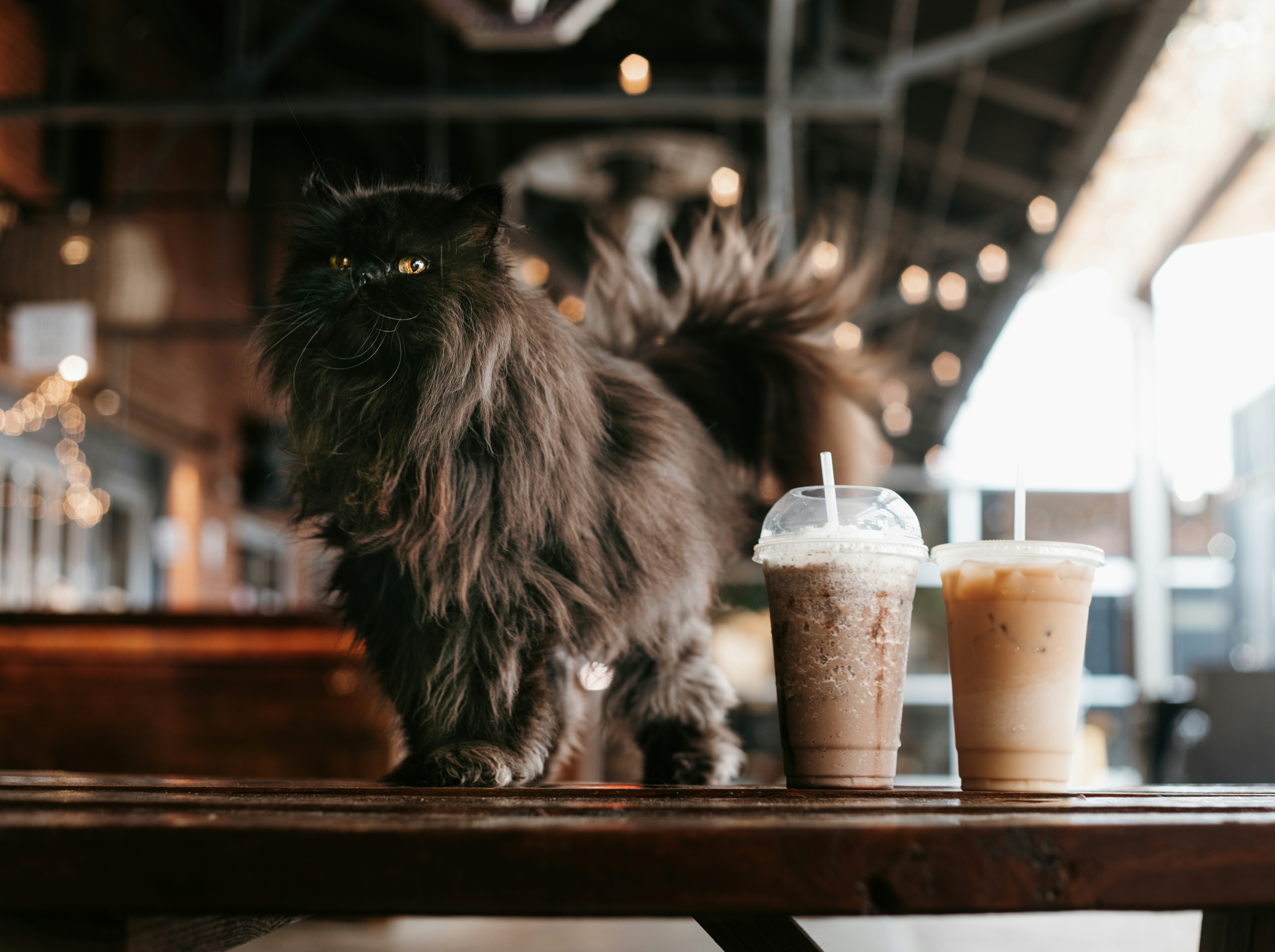 Cat with iced coffees